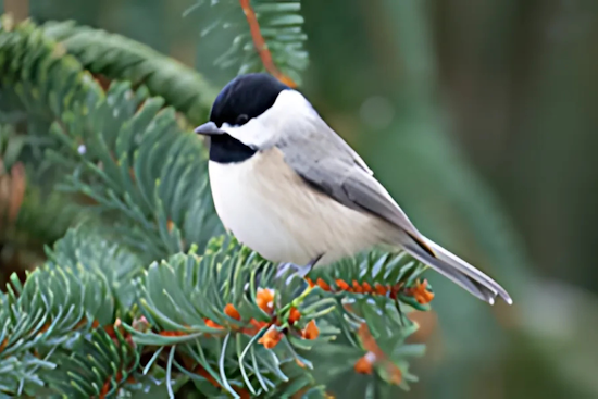 Ohio State Fire Marshal Urges Swift Christmas Tree Disposal to Prevent Fires ODNR Promotes Wildlife-Friendly Alternatives