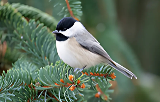 Ohio State Fire Marshal Urges Swift Christmas Tree Disposal to Prevent Fires ODNR Promotes Wildlife-Friendly Alternatives