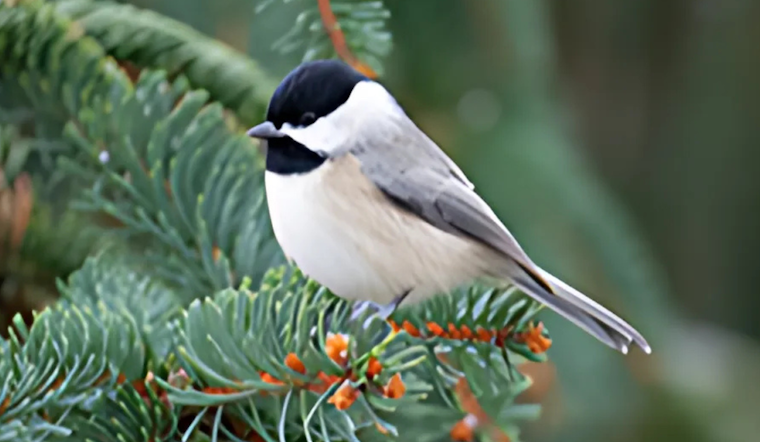 Ohio State Fire Marshal Urges Swift Christmas Tree Disposal to Prevent Fires ODNR Promotes Wildlife-Friendly Alternatives