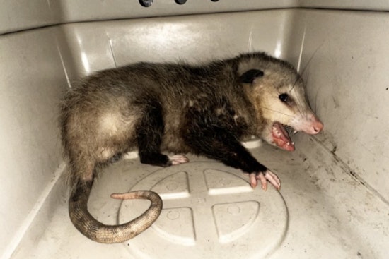 Opossum Intrusions Rise in Hawaii as Kona Store Captures Marsupial Amid Growing Encounters