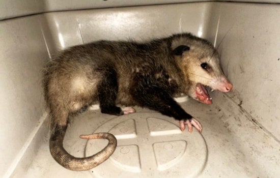 Opossum Intrusions Rise in Hawaii as Kona Store Captures Marsupial Amid Growing Encounters