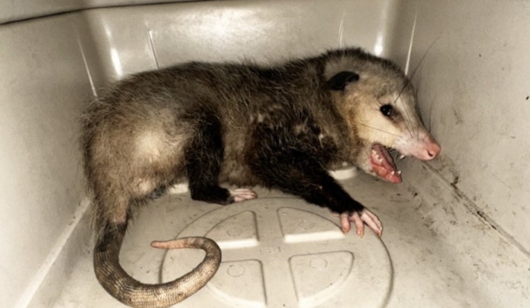Opossum Intrusions Rise in Hawaii as Kona Store Captures Marsupial Amid Growing Encounters
