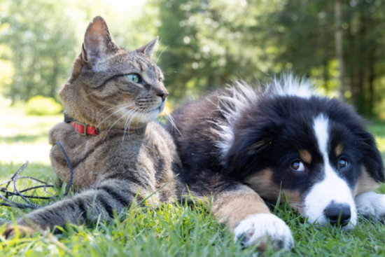 Orange County Animal Services Offers Free Vaccinations and Microchipping for Local Pets