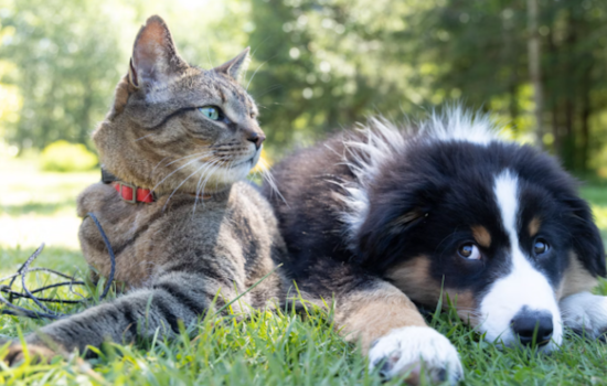 Orange County Animal Services Offers Free Vaccinations and Microchipping for Local Pets