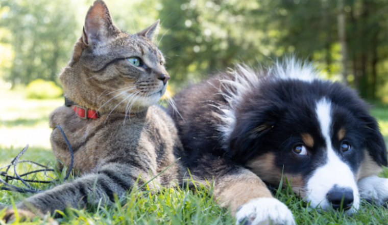 Orange County Animal Services Offers Free Vaccinations and Microchipping for Local Pets