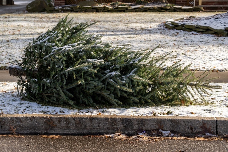 Orange County's Eco-Friendly Post-Holiday Cleanup Offers Ways to Recycle Trees, Wreaths, and Dispose of Lights in Carrboro