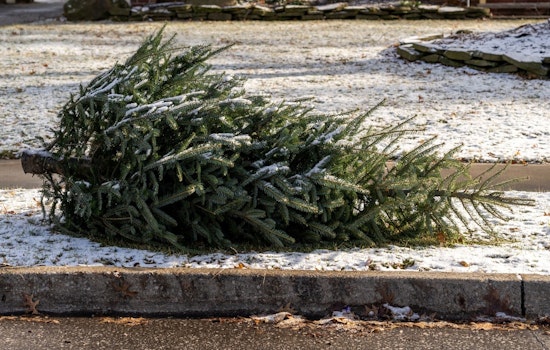 Orange County's Eco-Friendly Post-Holiday Cleanup Offers Ways to Recycle Trees, Wreaths, and Dispose of Lights in Carrboro