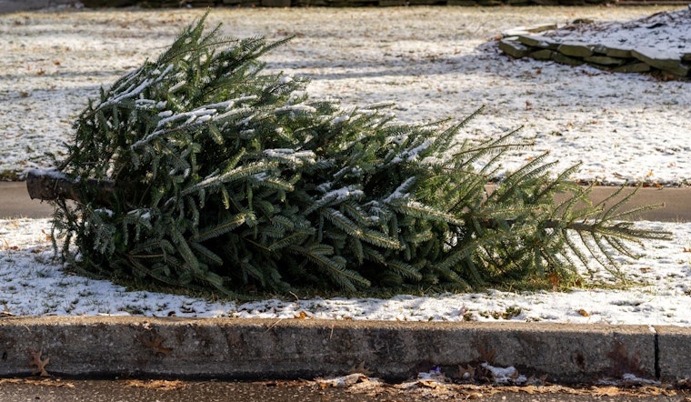 Orange County's Eco-Friendly Post-Holiday Cleanup Offers Ways to Recycle Trees, Wreaths, and Dispose of Lights in Carrboro