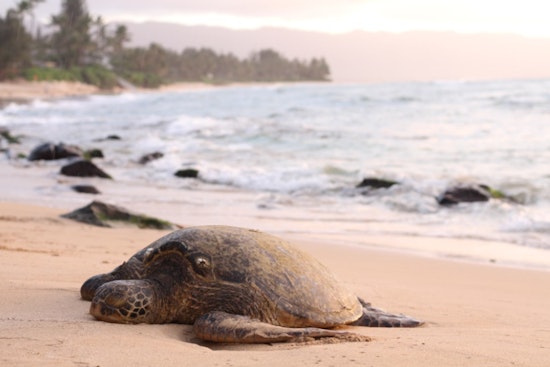 Oregon Coast Sees 40-Pound Olive Ridley Sea Turtle Wash Ashore Deceased Amid Stormy Weather