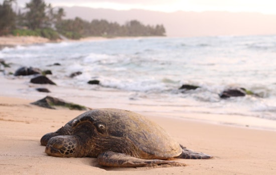 Oregon Coast Sees 40-Pound Olive Ridley Sea Turtle Wash Ashore Deceased Amid Stormy Weather