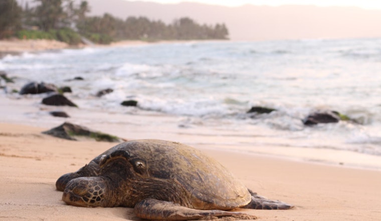 Oregon Coast Sees 40-Pound Olive Ridley Sea Turtle Wash Ashore Deceased Amid Stormy Weather