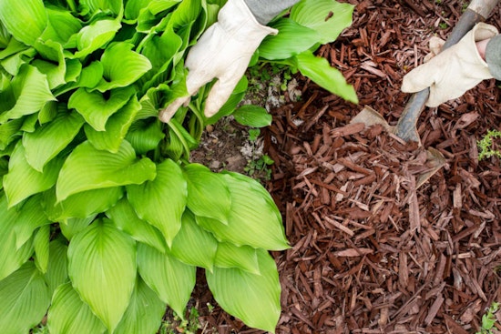 OSU Horticulturist Champions Mulching as Essential for Plant Health and Soil Quality