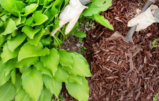 OSU Horticulturist Champions Mulching as Essential for Plant Health and Soil Quality