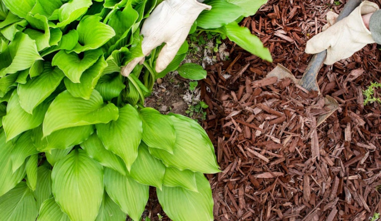 OSU Horticulturist Champions Mulching as Essential for Plant Health and Soil Quality
