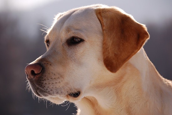 Over 50 Dogs Airlifted from Los Angeles to Phoenix Amid California Wildfire Crisis