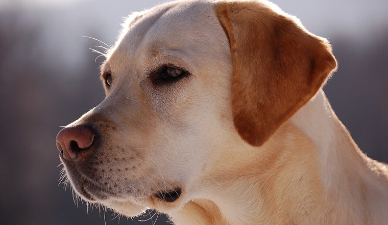 Over 50 Dogs Airlifted from Los Angeles to Phoenix Amid California Wildfire Crisis