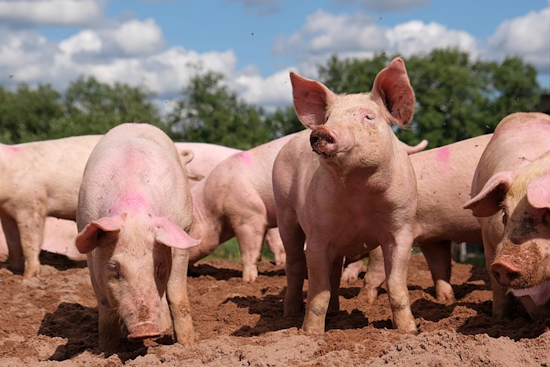 Pataskala Woman, 75, Fatally Mauled by Neighbor’s Pigs on Christmas Day
