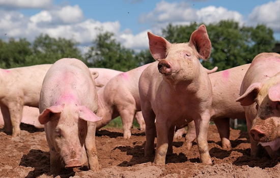 Pataskala Woman, 75, Fatally Mauled by Neighbor’s Pigs on Christmas Day