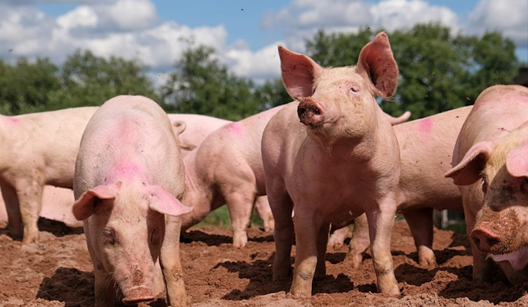Pataskala Woman, 75, Fatally Mauled by Neighbor’s Pigs on Christmas Day
