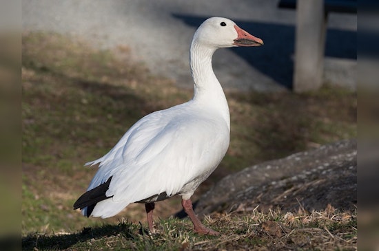 Philadelphia Reports First Suspected Case of Avian Influenza in Snow Goose Near Carroll Park