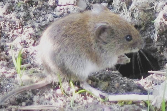 Placer County Deploys Raptor Perches to Naturally Combat Roseville's Vole Problem