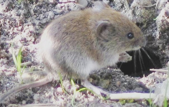 Placer County Deploys Raptor Perches to Naturally Combat Roseville's Vole Problem