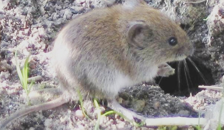 Placer County Deploys Raptor Perches to Naturally Combat Roseville's Vole Problem