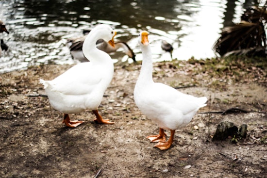 Plymouth, Massachusetts on Alert as Over 60 Birds Found Dead, Suspected Avian Flu Outbreak Reported