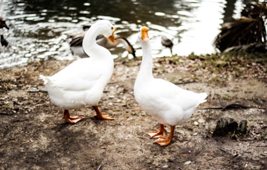 Plymouth, Massachusetts on Alert as Over 60 Birds Found Dead, Suspected Avian Flu Outbreak Reported