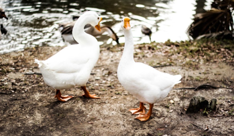 Plymouth, Massachusetts on Alert as Over 60 Birds Found Dead, Suspected Avian Flu Outbreak Reported