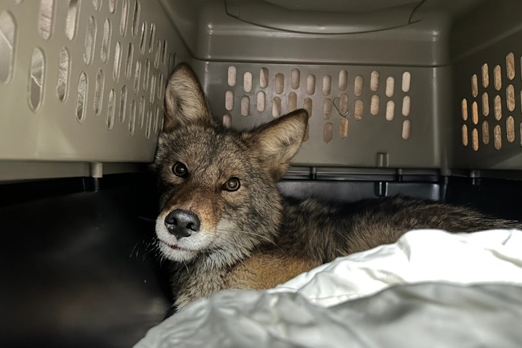 Quest for Love Ends in Aldi Chiller, Coyote Captivates Chicago Supermarket Shoppers