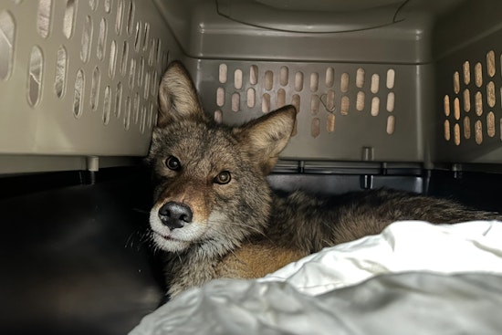 Quest for Love Ends in Aldi Chiller, Coyote Captivates Chicago Supermarket Shoppers