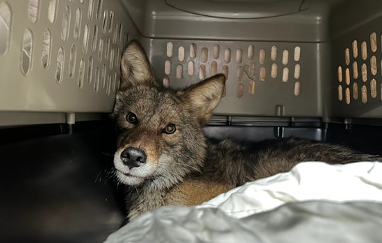 Quest for Love Ends in Aldi Chiller, Coyote Captivates Chicago Supermarket Shoppers