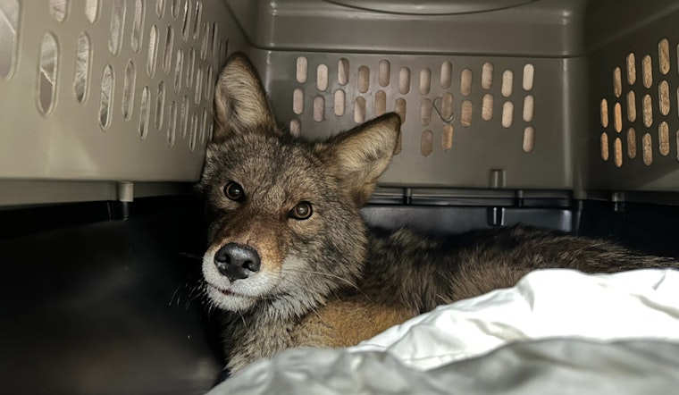 Quest for Love Ends in Aldi Chiller, Coyote Captivates Chicago Supermarket Shoppers
