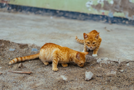 Rabies Alert in Harford County: Health Department Warns After Stray Kitten Tests Positive in Pylesville