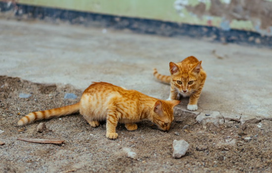 Rabies Alert in Harford County: Health Department Warns After Stray Kitten Tests Positive in Pylesville