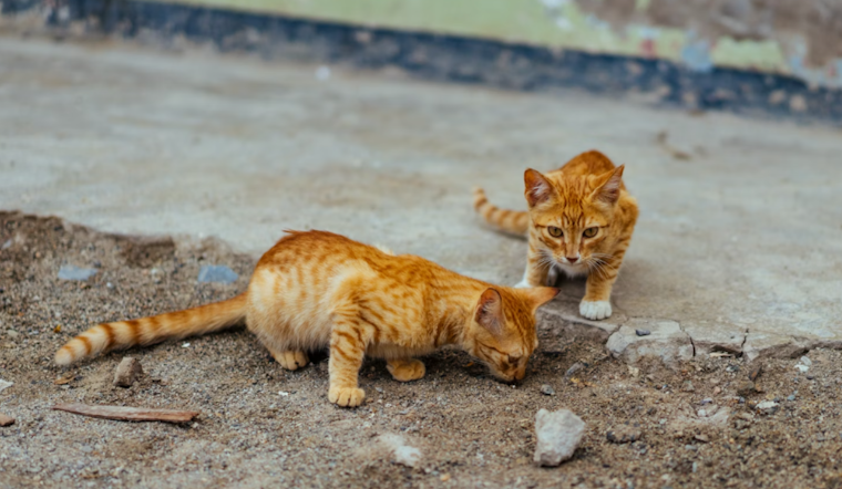 Rabies Alert in Harford County: Health Department Warns After Stray Kitten Tests Positive in Pylesville