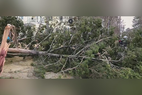 Raleigh Issues PSA on Reporting Tree Hazards Post-Storm and Urges Distinction Between Emergency and Non-Emergency Cases