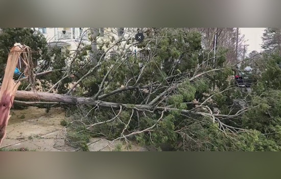 Raleigh Issues PSA on Reporting Tree Hazards Post-Storm and Urges Distinction Between Emergency and Non-Emergency Cases