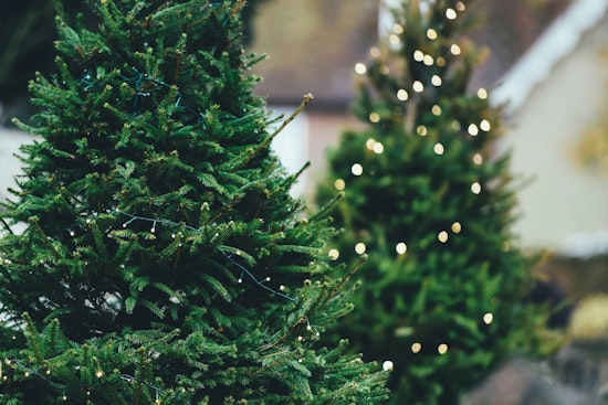 Raleigh Offers Curbside Christmas Tree Collection for Recycling Through February 14