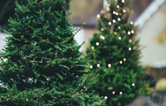 Raleigh Offers Curbside Christmas Tree Collection for Recycling Through February 14