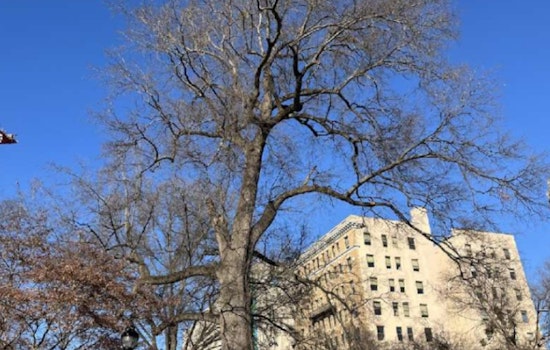 Raleigh to Remove Iconic Nash Square Oak Tree Citing Safety Risks, Plans for Replacement Announced