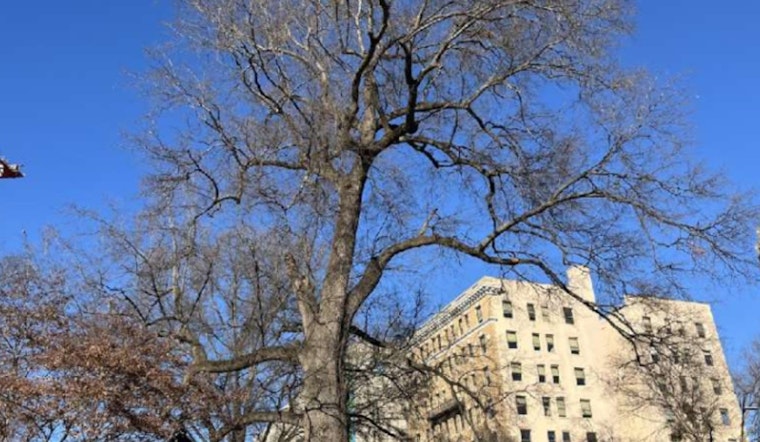 Raleigh to Remove Iconic Nash Square Oak Tree Citing Safety Risks, Plans for Replacement Announced