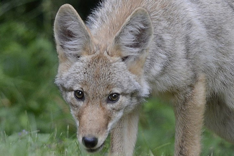 Renton Child Survives Coyote Attack, Authorities Urge Vigilance in King County