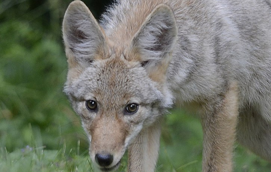 Renton Child Survives Coyote Attack, Authorities Urge Vigilance in King County