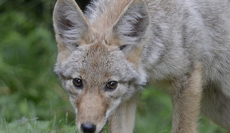 Renton Child Survives Coyote Attack, Authorities Urge Vigilance in King County