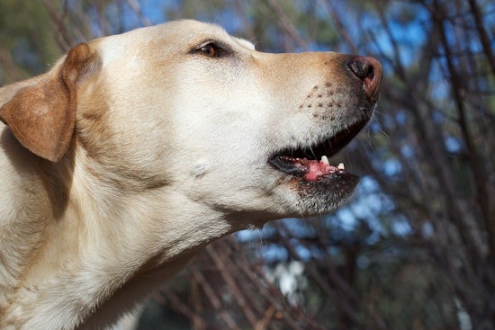 Residents Warned as Pack of Dogs Inflict Injuries in Fairmount Park, Authorities Intensify Search