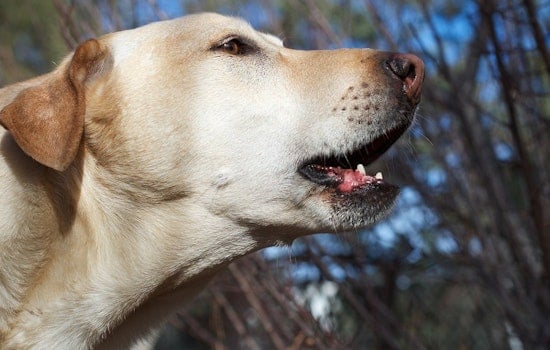 Residents Warned as Pack of Dogs Inflict Injuries in Fairmount Park, Authorities Intensify Search