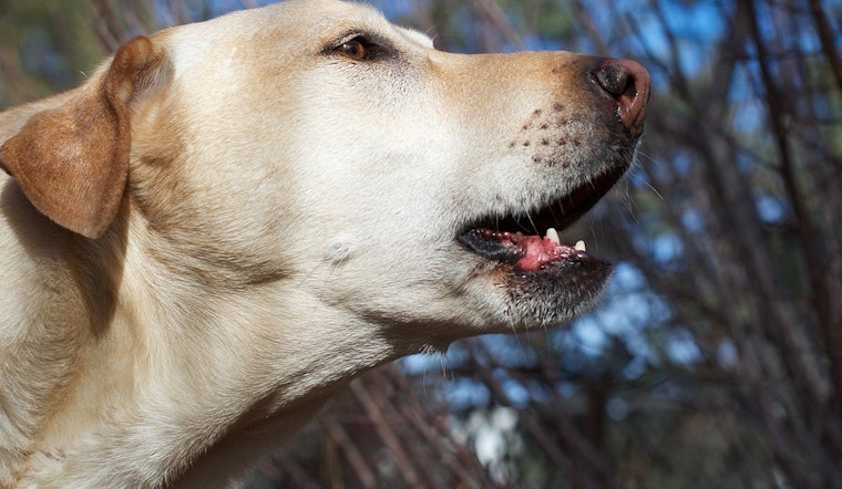 Residents Warned as Pack of Dogs Inflict Injuries in Fairmount Park,