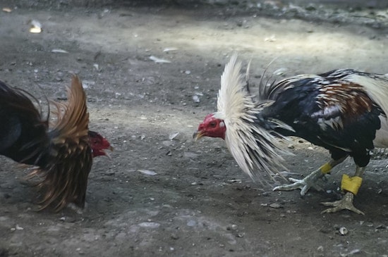 Riverside County Duo Arrested for Alleged Illegal Cockfighting Ring in Yucaipa, Nearly 250 Roosters Seized